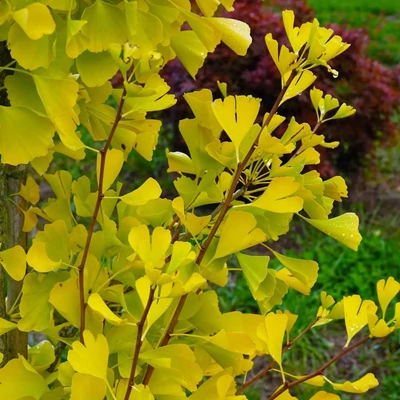Ginkgo biloba 'Gold Flame' – Páfrányfenyő
