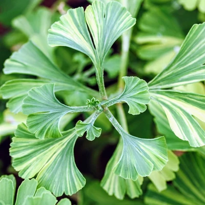 Ginkgo biloba 'Maribo' – Páfrányfenyő