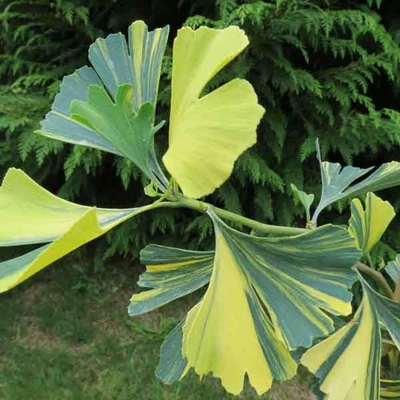 Ginkgo biloba 'Yellow Mellow' – Páfrányfenyő