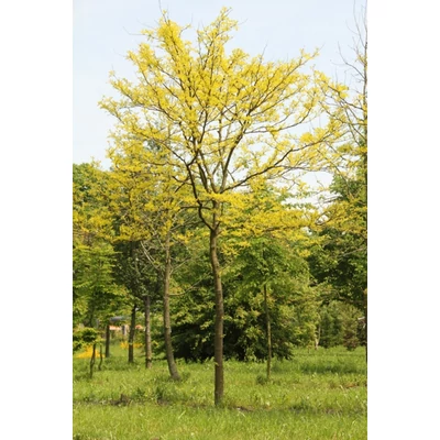 Gleditsia triachantos 'Sunburst' - Sárga krisztustövis