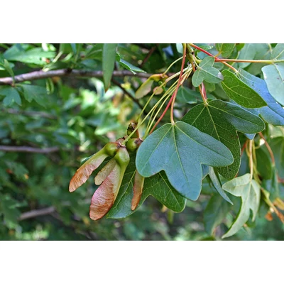 Acer monspessulanum – Francia juhar