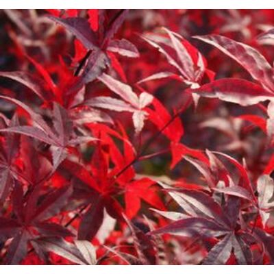 Acer palmatum 'Red Emperor' - Bordó levelű japán juhar