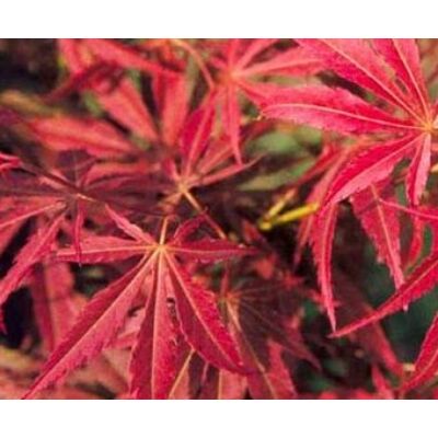 Acer palmatum 'Lionheart' - Japán juhar