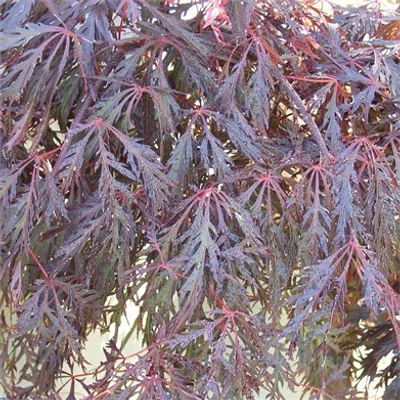 Acer palmatum 'Crimson Princess' - Csüngő habitusú, vörös, szeldelt levelű japán juhar
