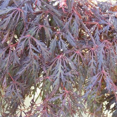 Acer palmatum 'Crimson Princess' - Csüngő habitusú, vörös, szeldelt levelű japán juhar