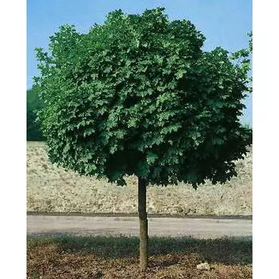 Acer platanoides 'Globosum' - Gömbjuhar