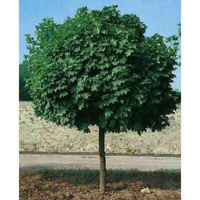 Acer platanoides 'Globosum' - Gömbjuhar