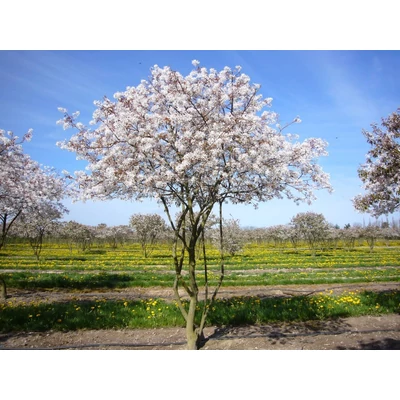 Amelanchier laevis 'Ballerina' – Fanyarka