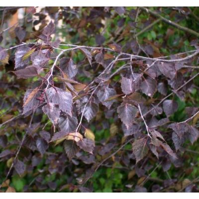 Betula pendula 'Purpurea' - Bordó levelű nyírfa (extra méretű koros)