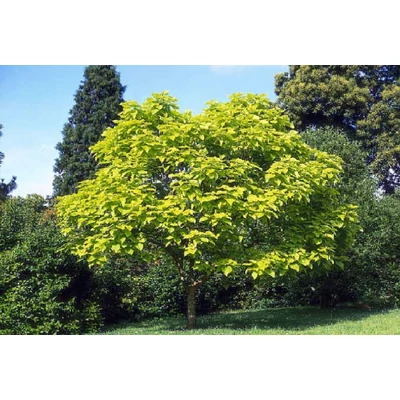 Catalpa bignonioides - Szivarfa