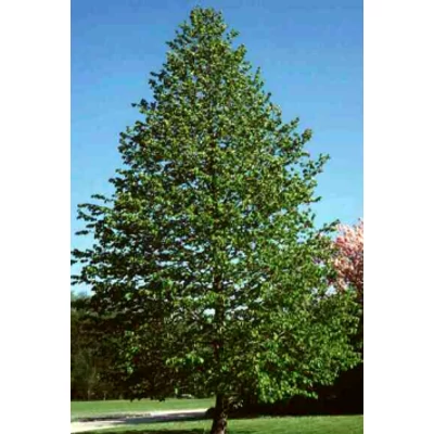 Corylus colurna - Magas törzsű törökmogyoró (extra méretű koros)