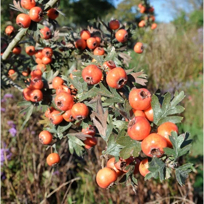 Crataegus orientalis – Keleti galagonya, Ezüst galagonya