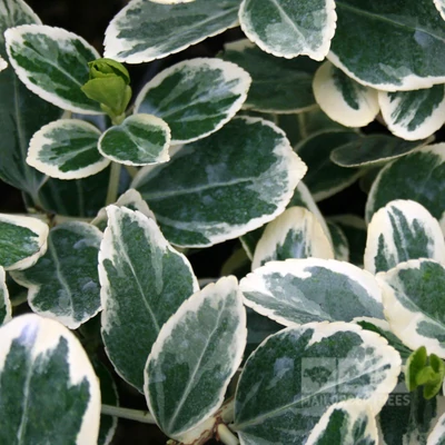 Euonymus japonicus 'President Gauthier' -  Japán kecskerágó