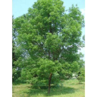 Fraxinus angustifolia 'Raywood' - Magyar kőris