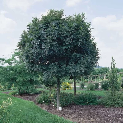 Fraxinus excelsior 'Nana' - Kistermetű gömb kőris