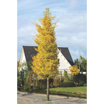 Ginkgo biloba 'Priceton Sentry' - Páfrányfenyő