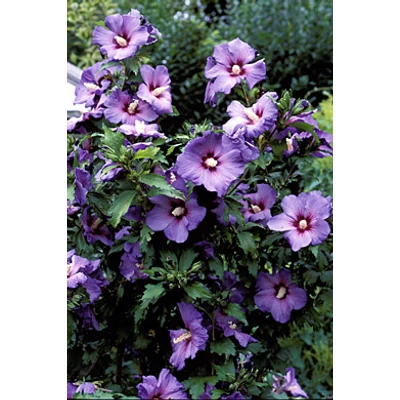 Hibiscus syriacus 'Oiseau Bleu' - Kék virágú mályvacserje