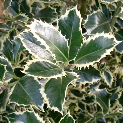 Ilex aquifolium 'Argenteomarginata' (syn.: 'Argentea Marginata') - Tarkalevelű közönséges magyal (magas törzsű)