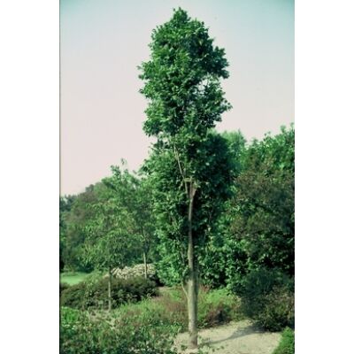 Koelreuteria paniculata 'Fastigiata' - Oszlopos csörgőfa (extra méretű koros)