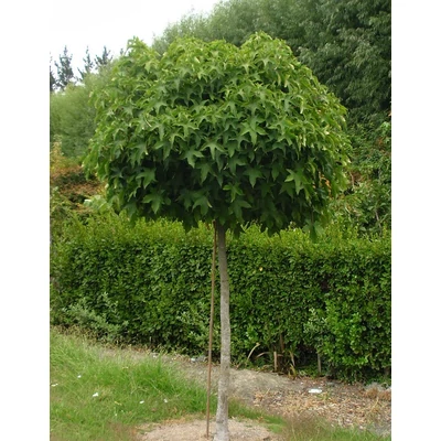 Liquidambar styraciflua 'Gum Ball' - Gömb ámbrafa (extra méretű koros)