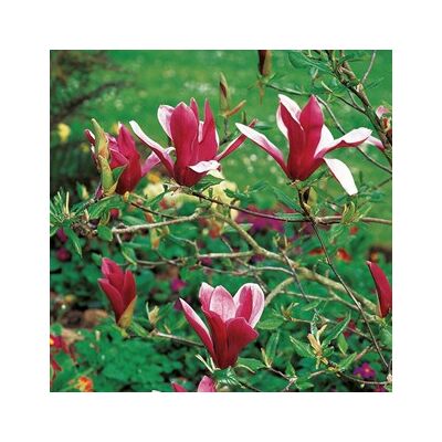 Magnolia 'Susan' – Nagyvirágú liliomfa