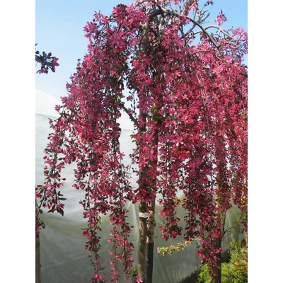 Malus 'Royal Beauty' - Díszalma