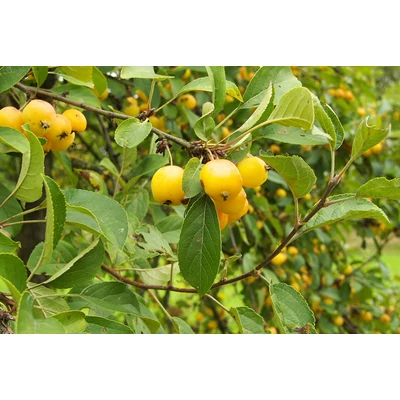 Malus 'Yellow Siberian' - Díszalma