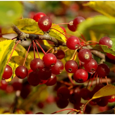 Malus toringo 'Tina' - Törpe díszalma