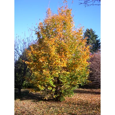 Parrotia persica - Perzsa varázsfa