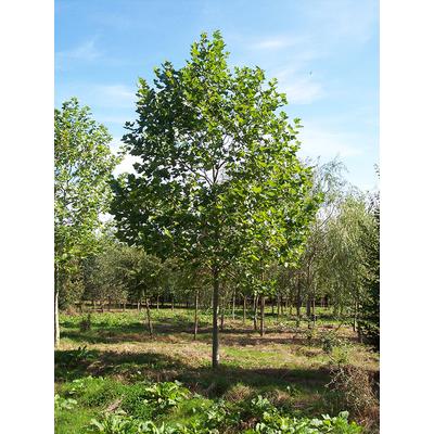 Platanus acerifolia (syn.: Platanus hispanica) - Platán