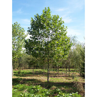 Platanus acerifolia (syn.: Platanus hispanica) – Platán (keretes koronájú, óriás méretű fa)