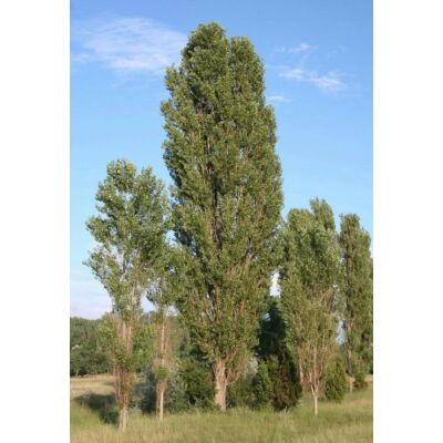 Populus nigra 'Italica' - Oszlopos Jegenyenyár (extra méretű koros)