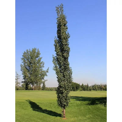 Populus tremula 'Erecta' - Oszlopos rezgőnyár