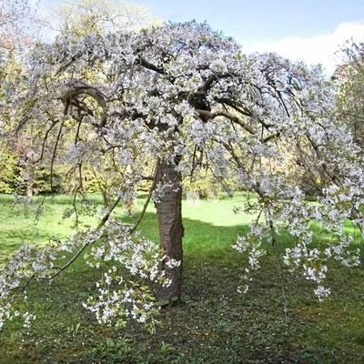 Prunus 'Shidare Yoshino' 