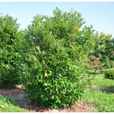 Prunus laurocerasus 'Caucasica' - Babérmeggy