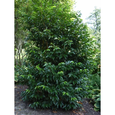 Prunus lusitanica - Portugál babérmeggy