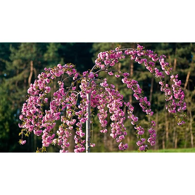 Prunus serrulata 'Kiku-shidare-zakura' - Japán díszcseresznye