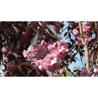 Prunus serrulata 'Royal Burgundy' - Vöröslevelű japán díszcseresznye