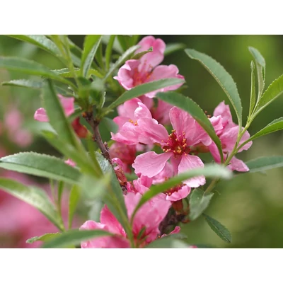 Prunus tenella 'Kati' - Törpe díszmandula