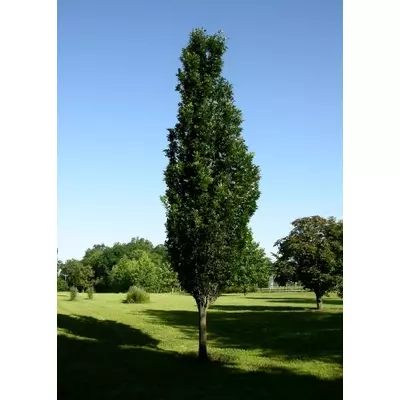 Quercus palustris 'Green Pillar' – Oszlopos mocsári tölgy