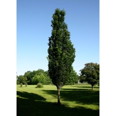 Quercus palustris 'Green Pillar' – Oszlopos mocsári tölgy (extra méretű koros)