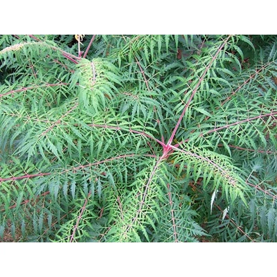 Rhus glabra 'Laciniata' - Szeldelt levelű ecetfa