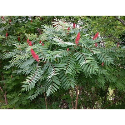 Rhus typhina - Ecetfa