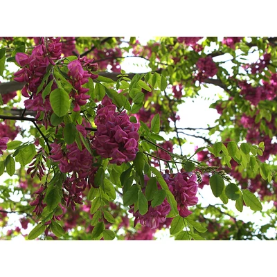 Robinia × margaretta 'Pink Cascade' (syn.: 'Casque Rouge') - 'Pink Cascade' carolinai akác