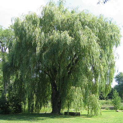 Salix alba 'Tristis' – Szomorúfűz (extra méretű koros)