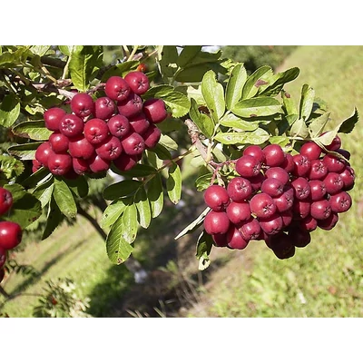 Sorbus 'Titan' - Ehető termésű berkenye