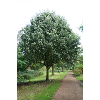 Sorbus aria 'Lutescens' - Lisztes berkenye