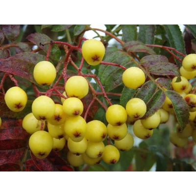 Sorbus arnoldiana 'Golden Wonder' -Berkenye