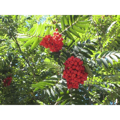 Sorbus aucuparia 'Cardinal Royal' - Madárberkenye