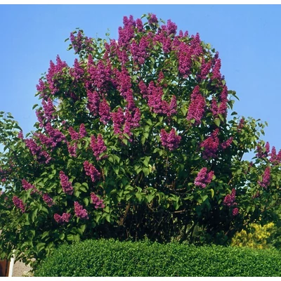 Syringa vulgaris 'Charles Joly' - Telt, sötétlila orgona